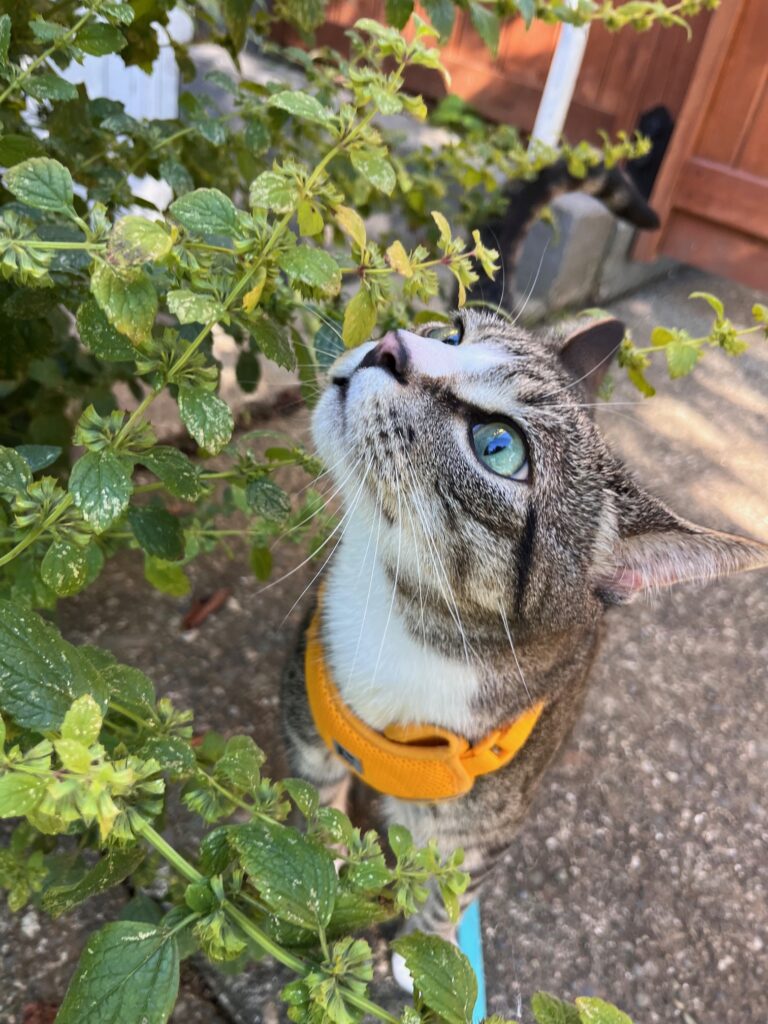 Zero sniffing a bush