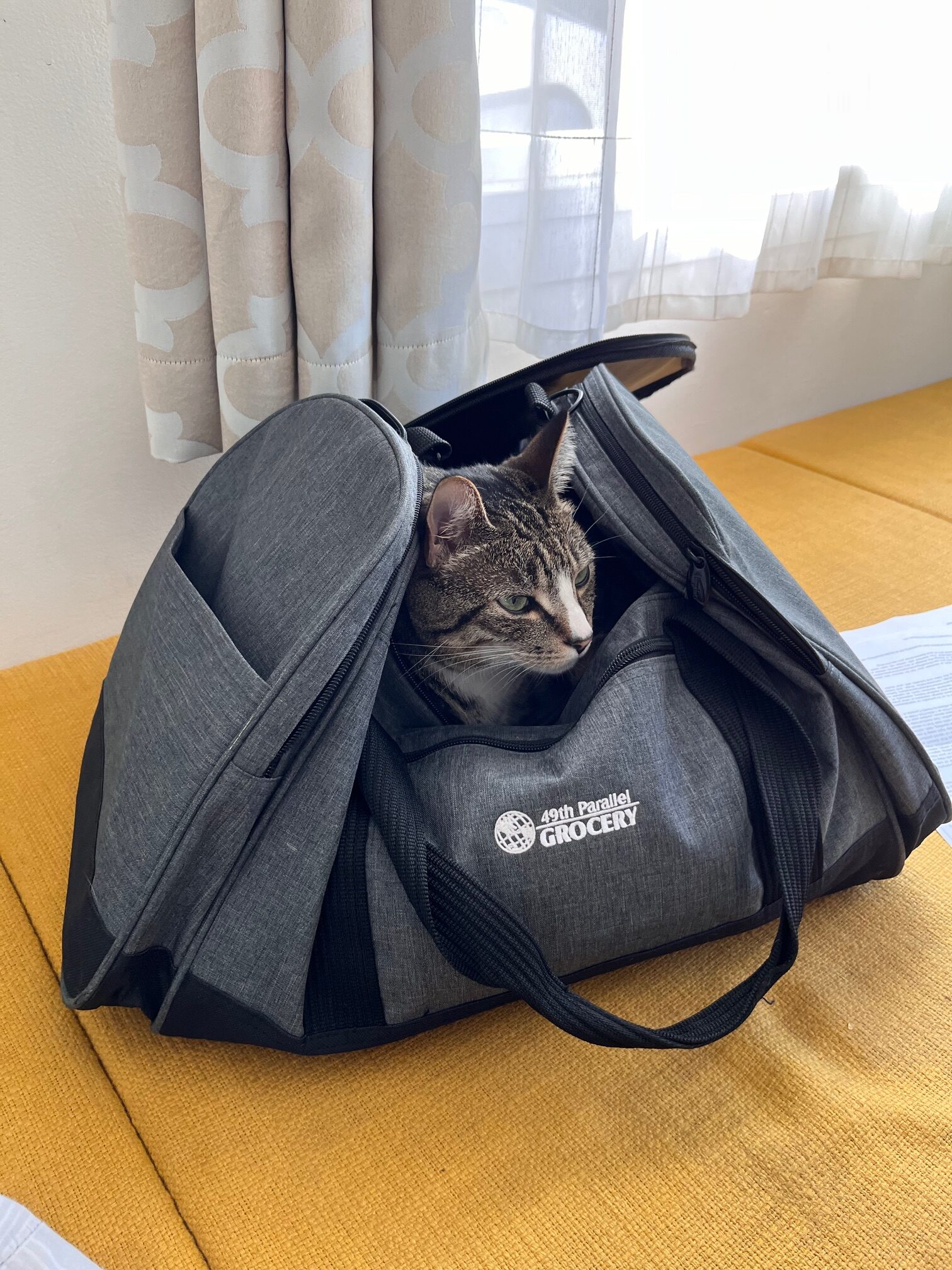 Zero the tabby cat in some luggage