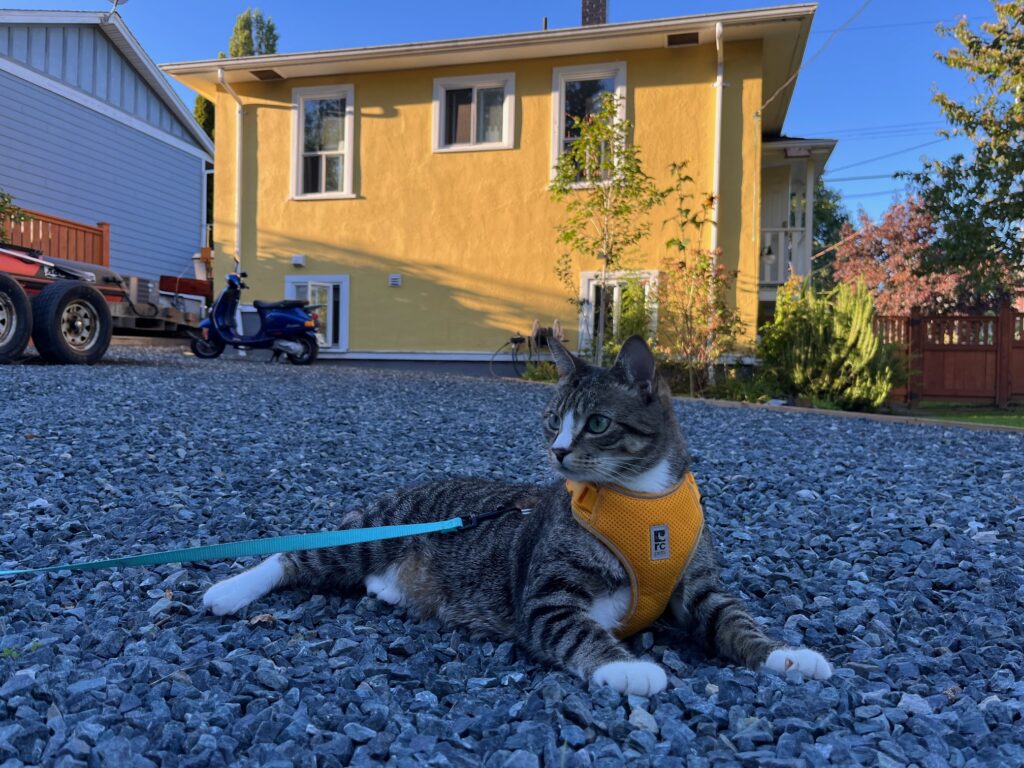 Zero the tabby cat laying in front of yellow house