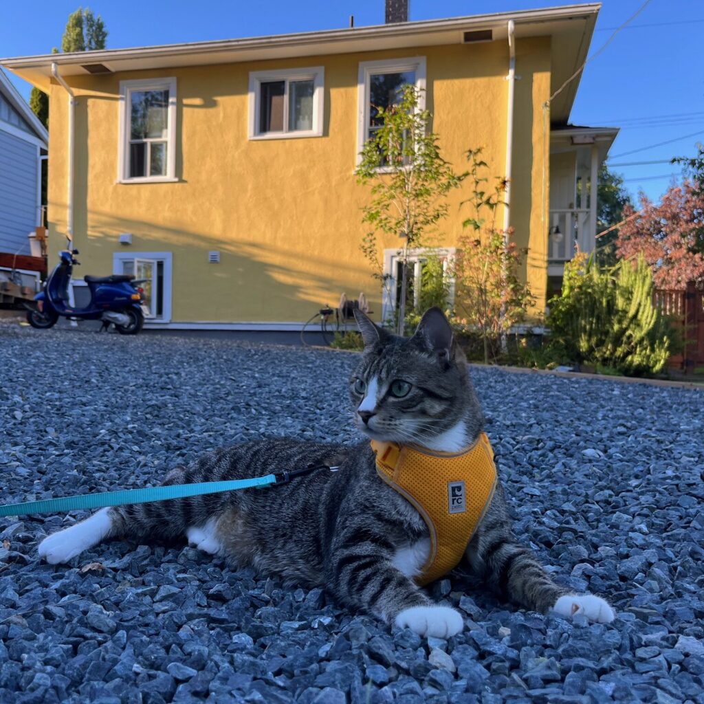 Zero the tabby cat laying in front of yellow house