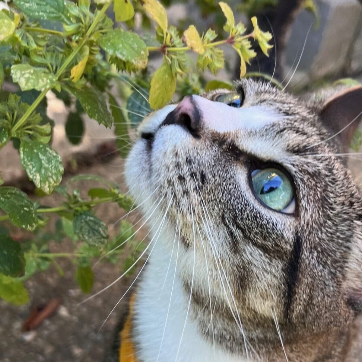 Zero the tabby cat sniffing a bush