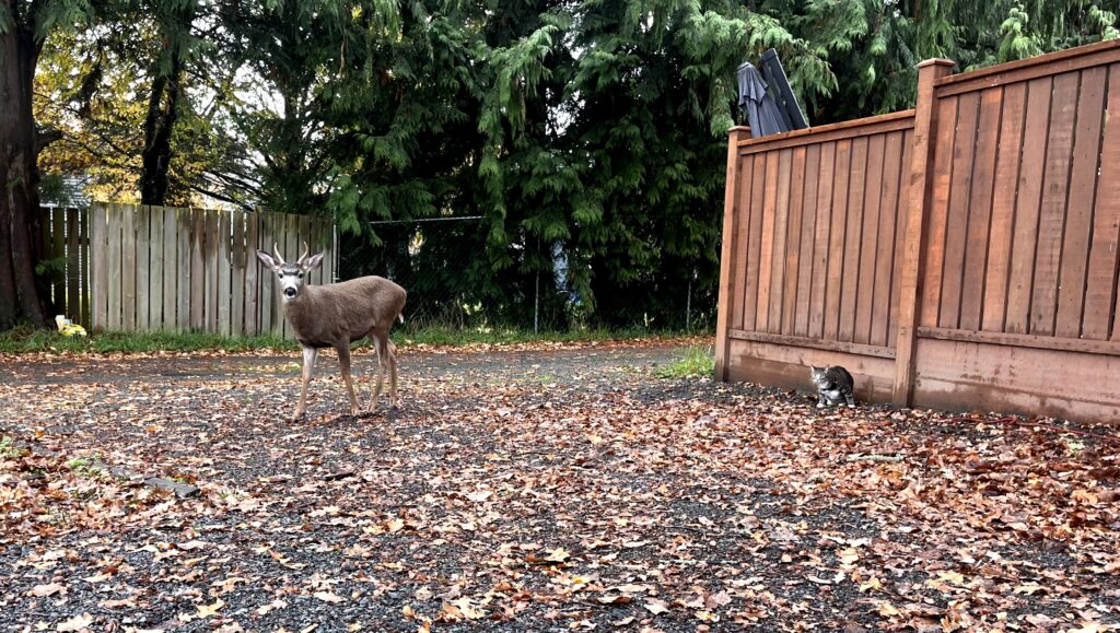 Zero the cat and Hakeem the deer