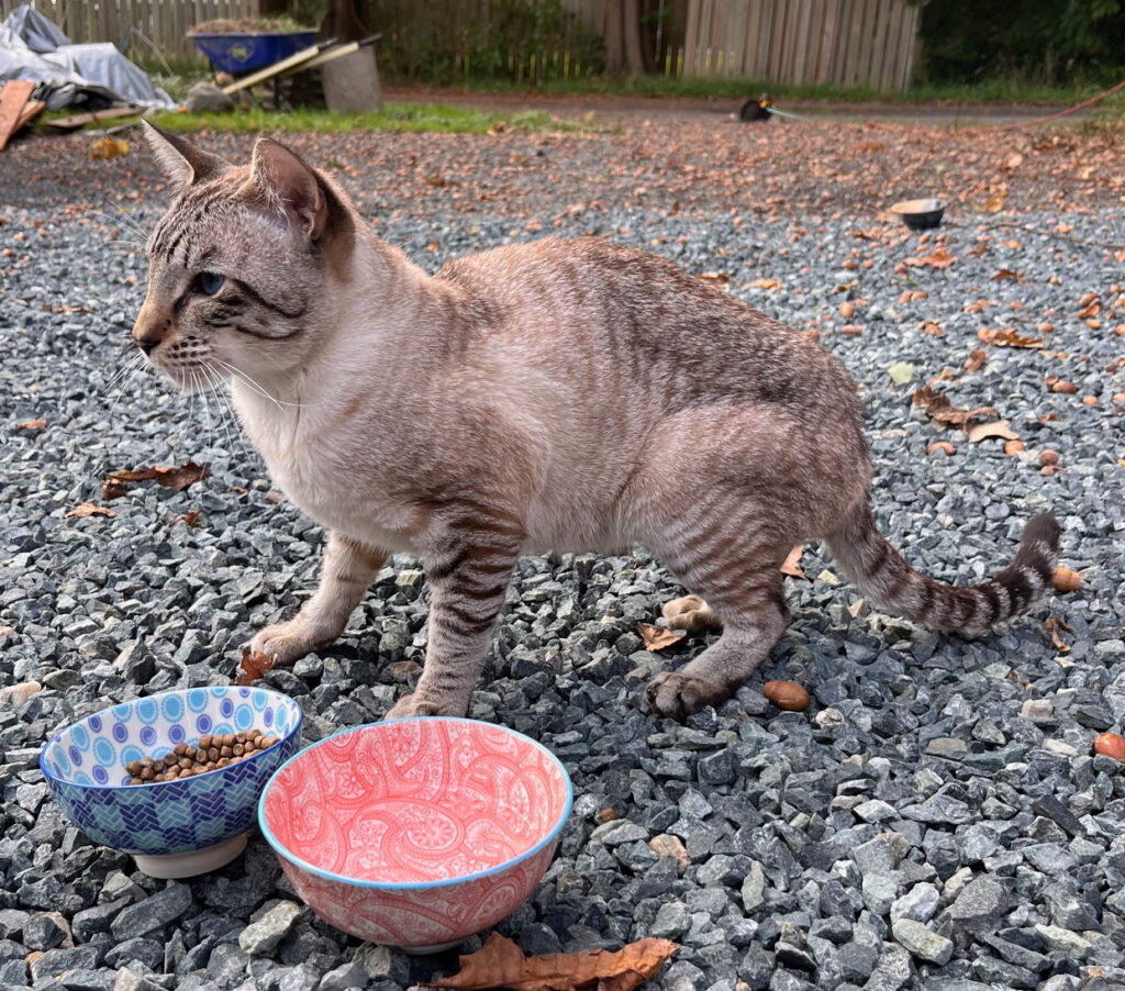 Slinky cat eating Zero's food