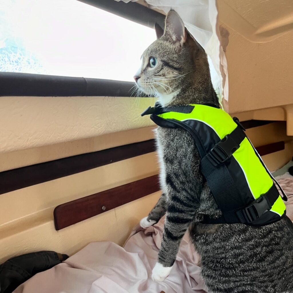 Zero peeking out the boat window