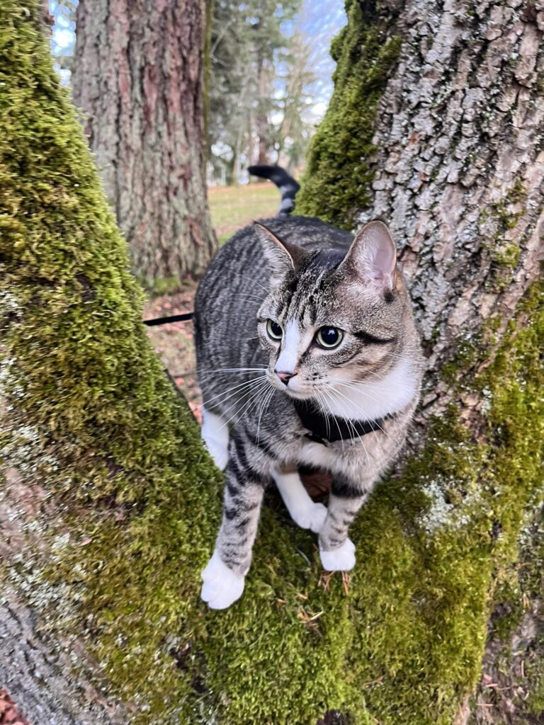 Zero in a tree at Bowen Park