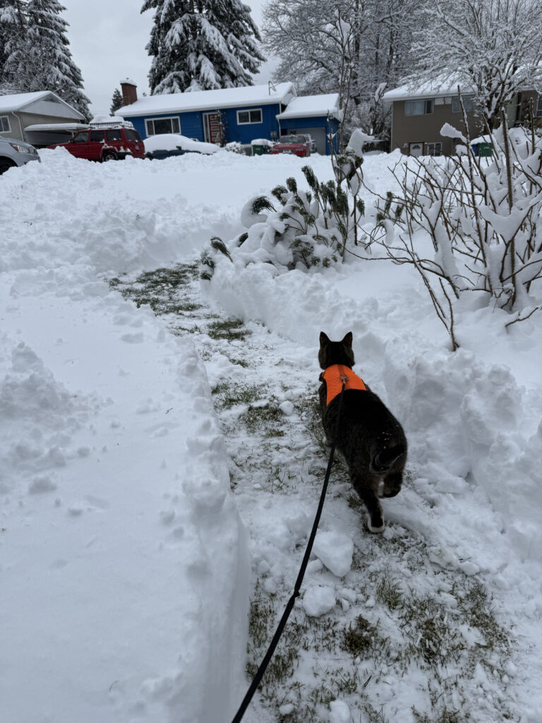 Zero in the snow on his trail