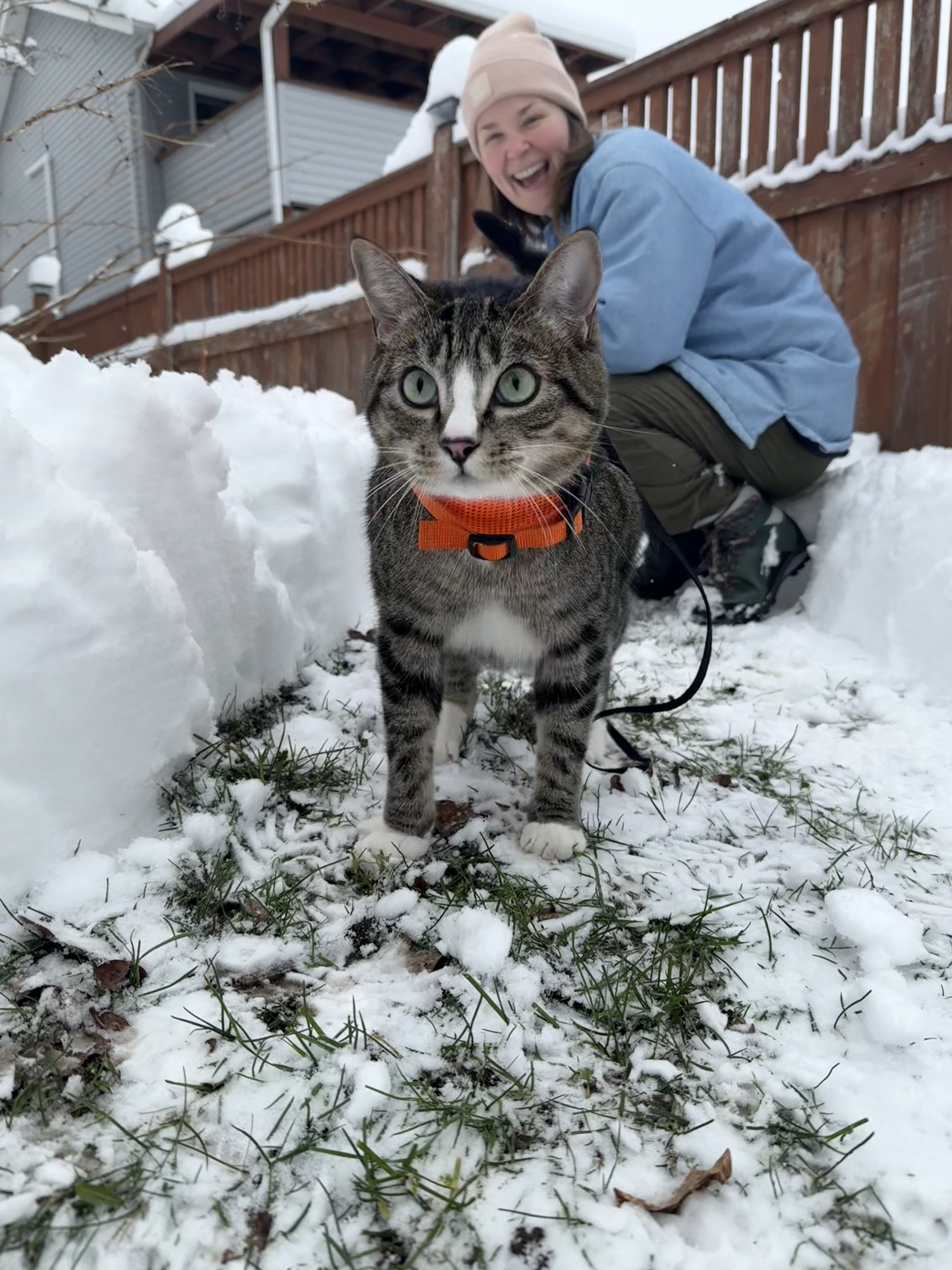 cat in the snow shaking his head 5