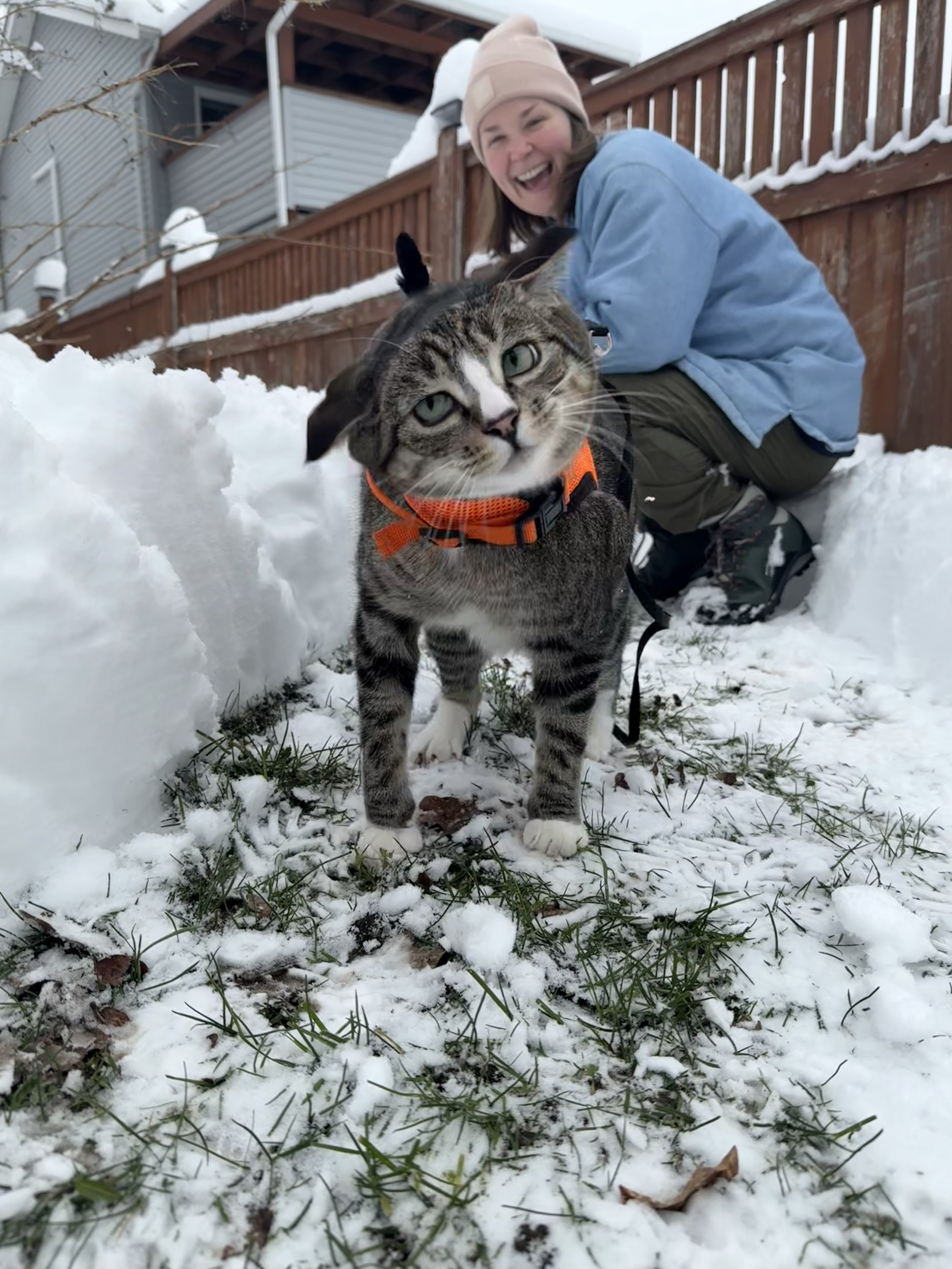 cat in the snow shaking his head 4