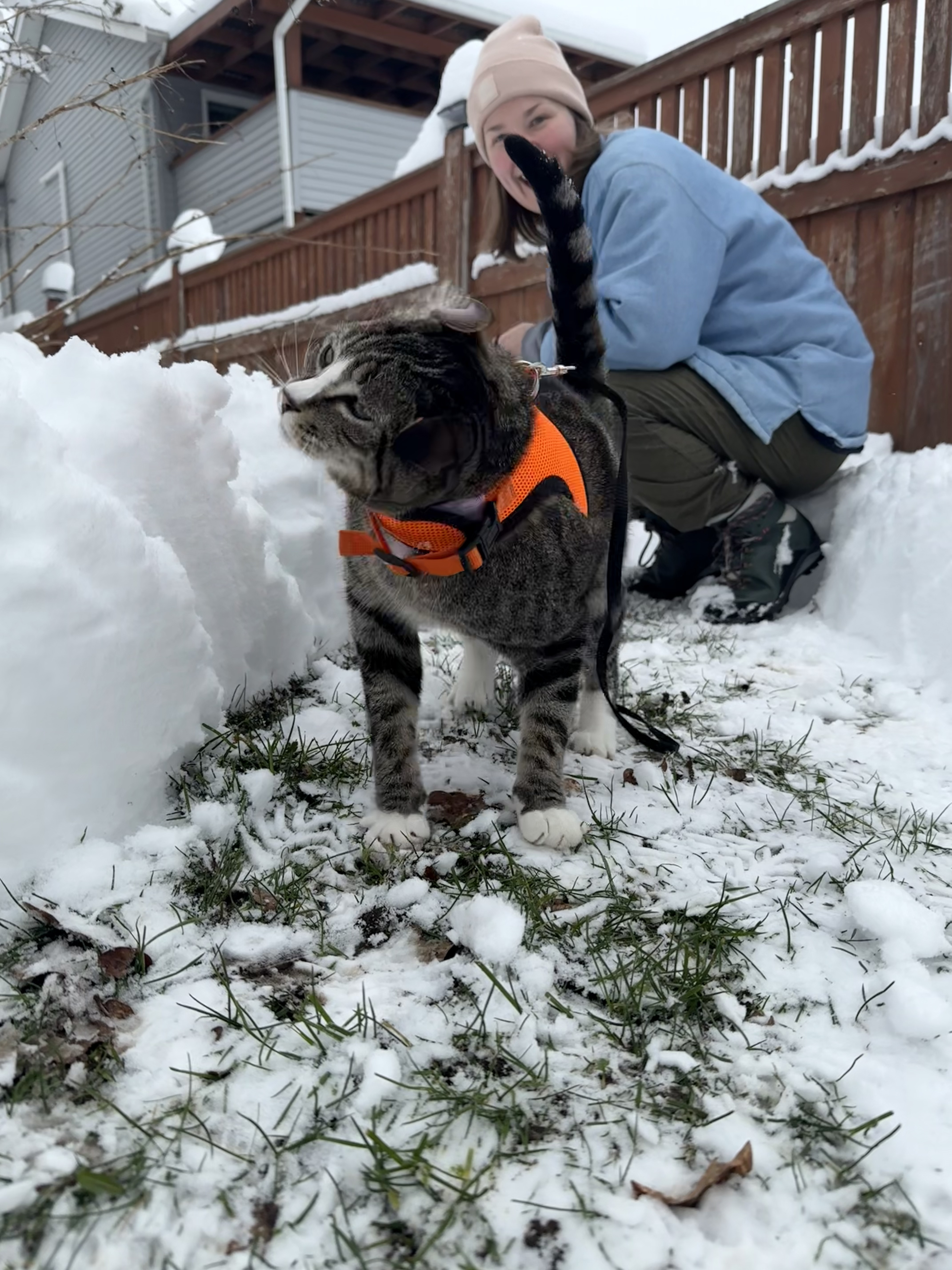 cat in the snow shaking his head 3