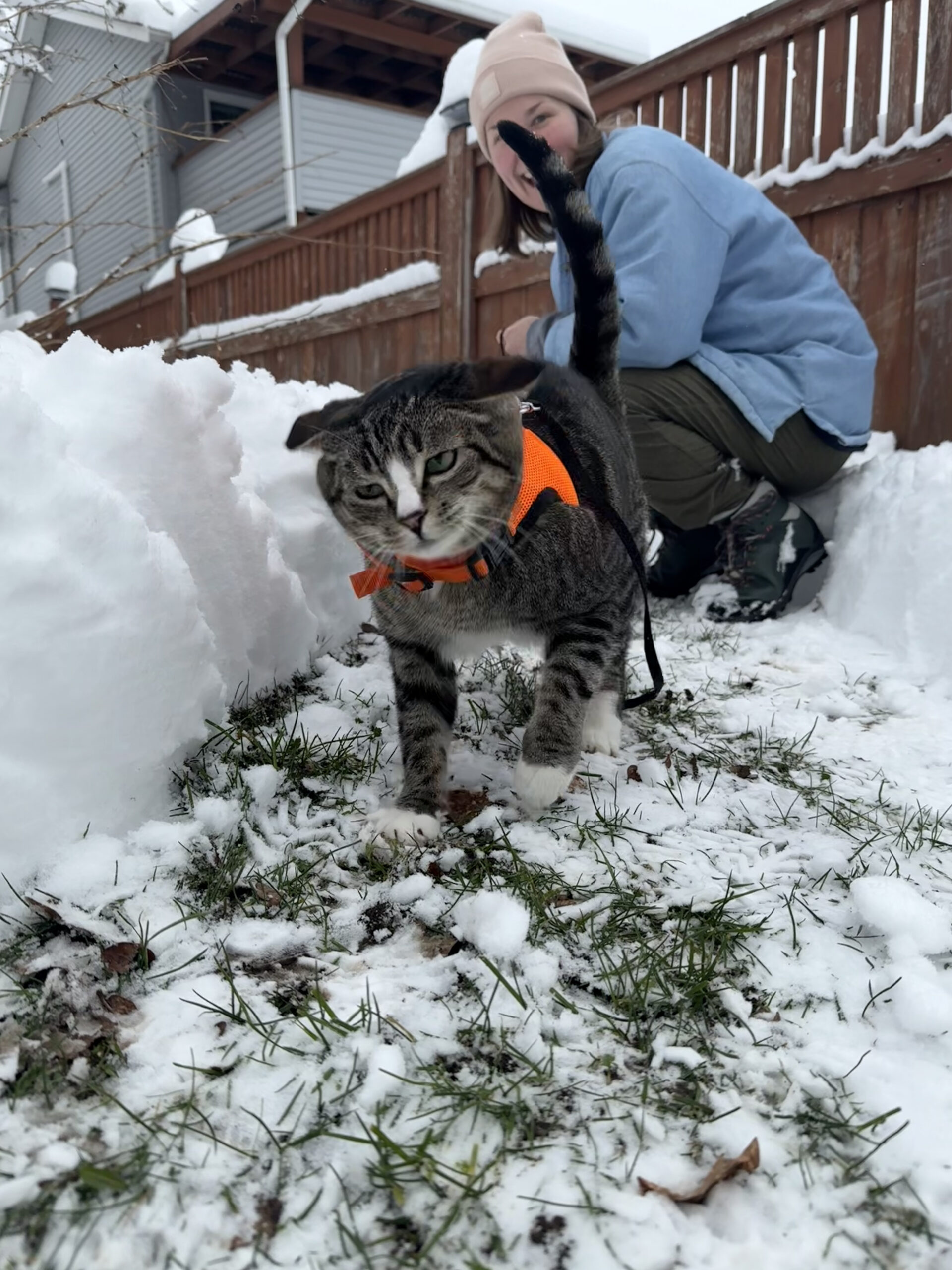 cat in the snow shaking his head 2