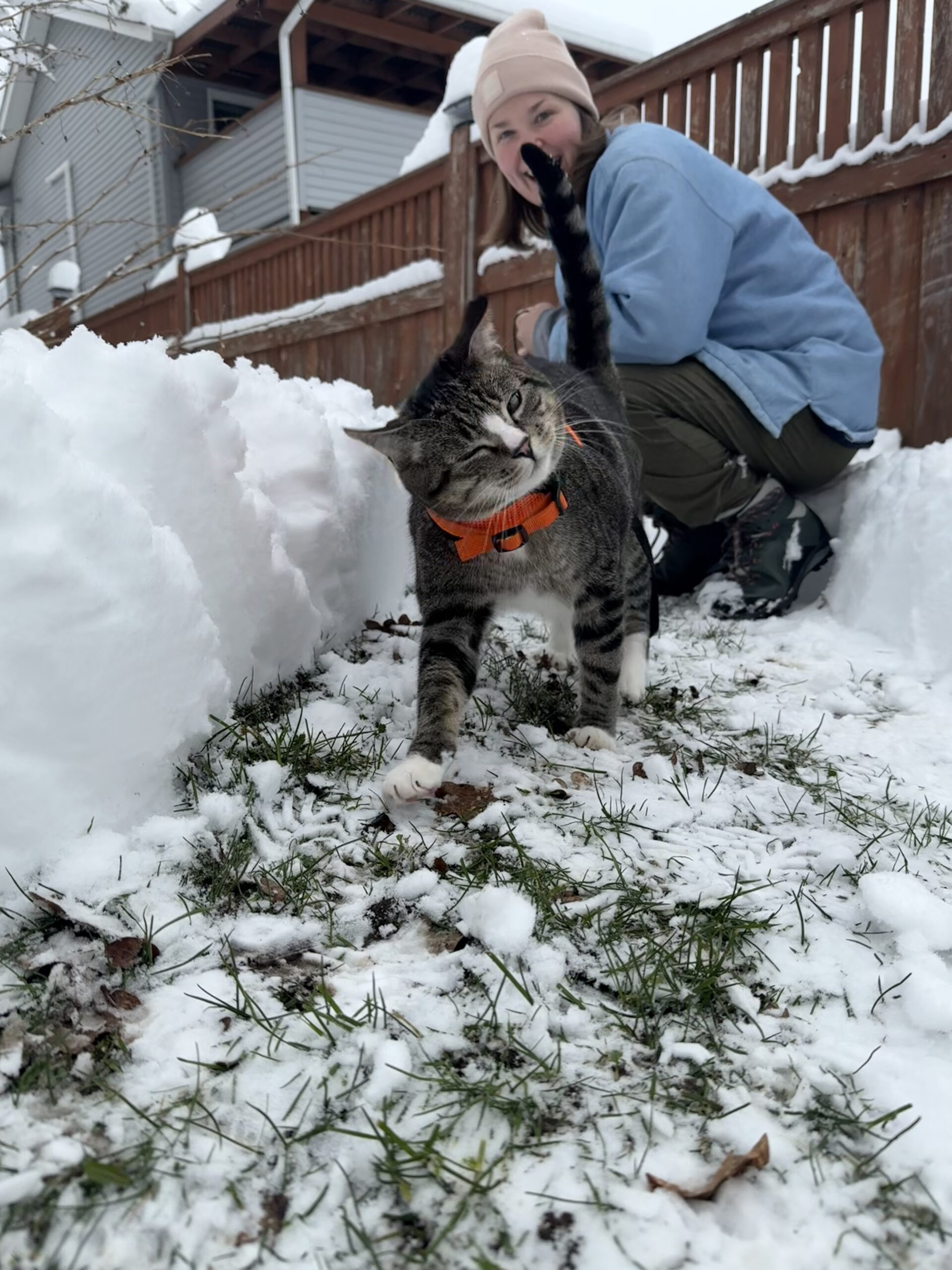 cat in the snow shaking his head 1