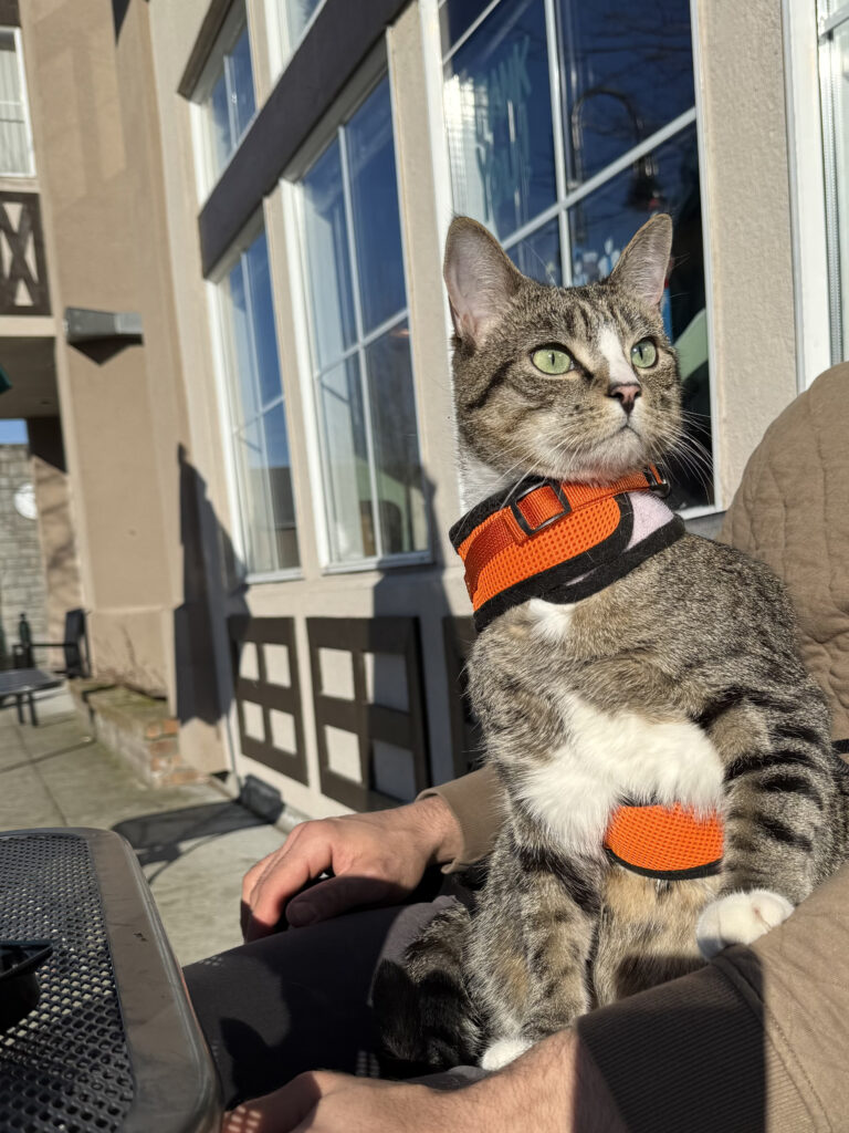 Tabby cat at coffee shop outside