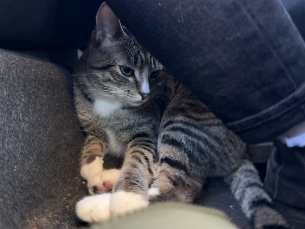 Tabby cat curled up under mom's legs