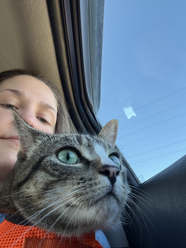 Selfie of a tabby cat with woman in the bacground, taken from down low in the backseat of the car