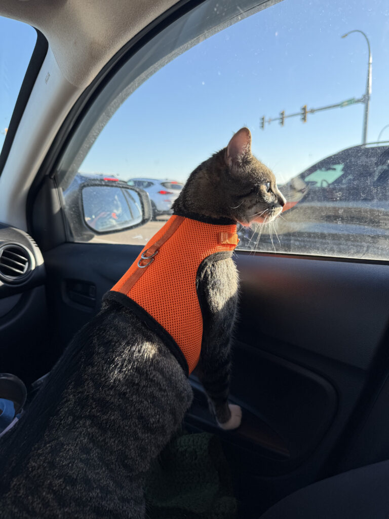 Tabby cat in a harness looking out the window of a car