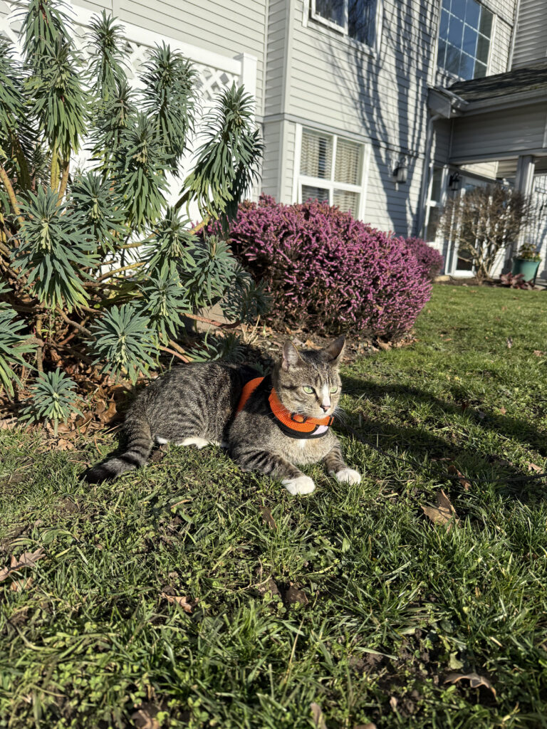 Tabby cat on a harness and leash lounging in the grass