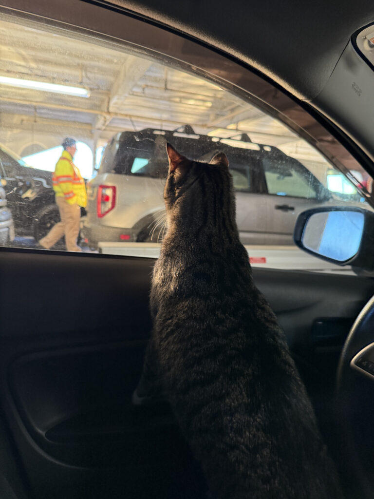 Tabby cat peeking out the window with a BC Ferries worked on the deck of the ship outside