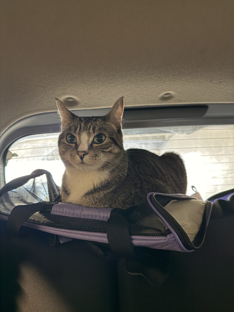 Tabby cat laying in the back window of a car