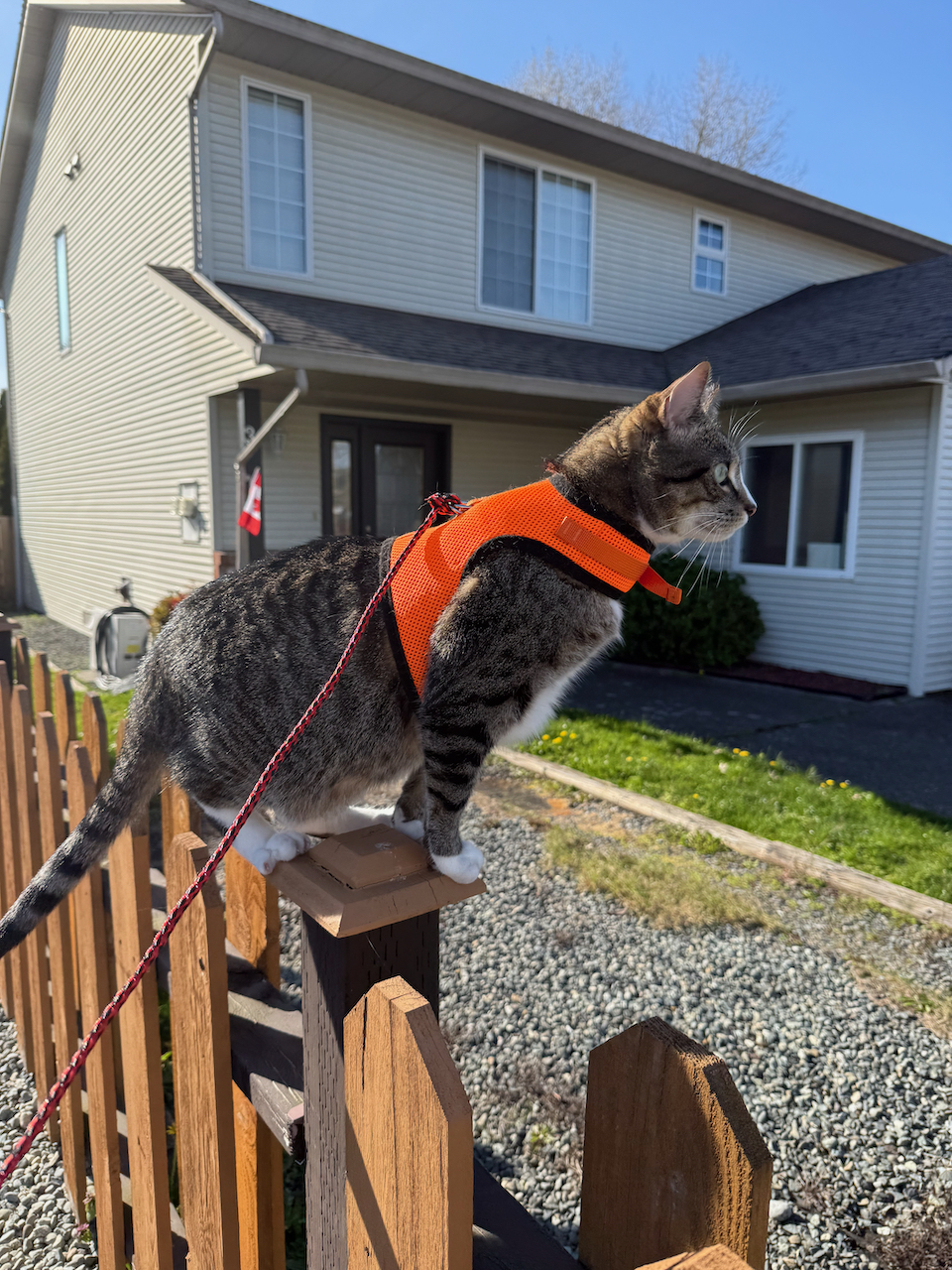 Zero the tabby cat in his harness on  fence post